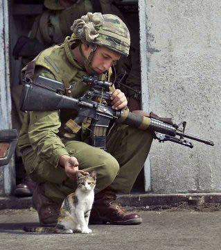 Soldier_Kitten.jpg