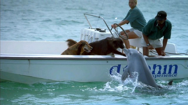 dog-dolphin.jpg